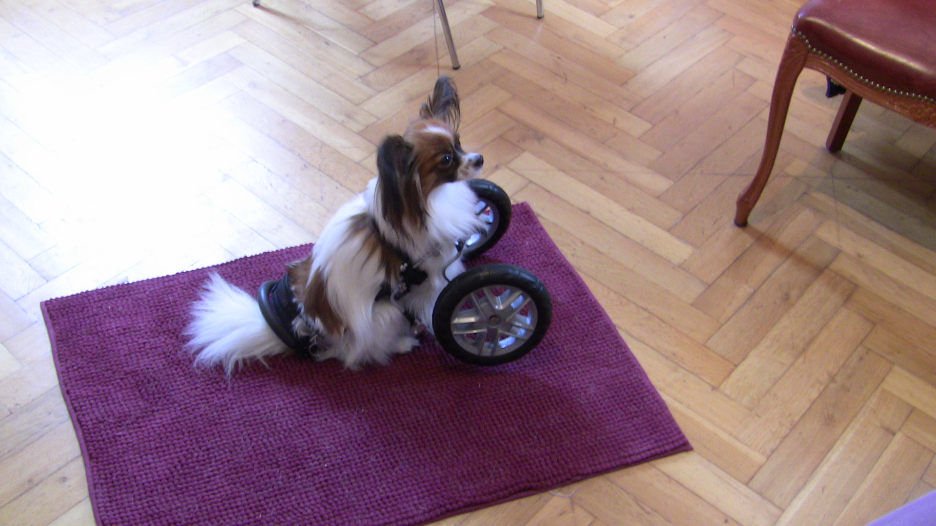 Felix - erst mal Pause.JPG (1920 x 1080)